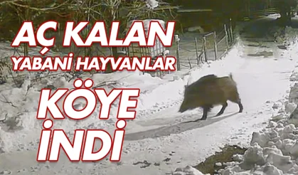 Köye inen aç kalan yabani hayvanlar güvenlik kameralarına yakalandı
