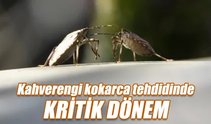 Kahverengi kokarca tehdidinde kritik dönem