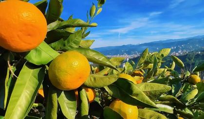 RTEÜ Rize Mandalinasından 15 ürün hazırlıyor