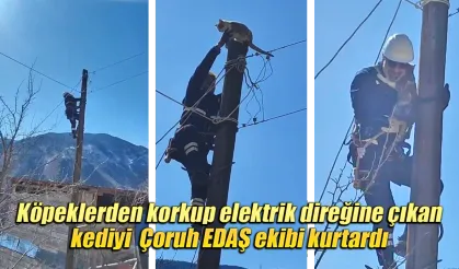 Köpeklerden korkup elektrik direğine çıkan kedi kurtarıldı