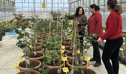 Rize Mandalinasında Sertifikalı Yeni Dönem