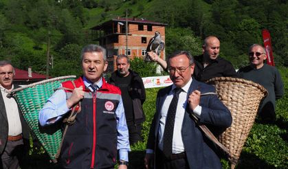 Doğu Karadeniz’de Çay Hasadı Coşkusu Kemalpaşa’da Devam Etti