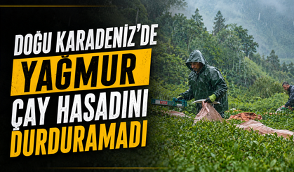 Doğu Karadeniz'de yağmur çay hasadını durdurmadı