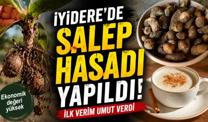 İyidere’de Salep Hasadı Başladı, İlk Verim Sevindirdi