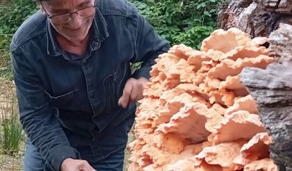 Rize’de Bal İçin Gittiler, Kilolarca Mantarla Döndüler