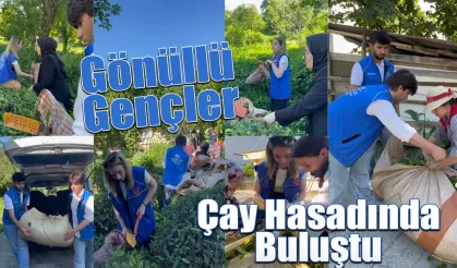 Gönüllü Gençler Çay Hasadında Buluştu