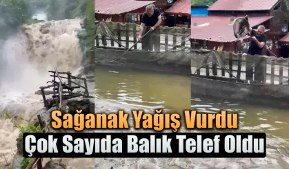 Sağanak yağış vurdu çok sayıda balık telef oldu