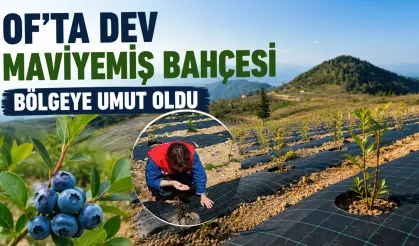 Of'ta Dev Maviyemiş Yatırımı: Bölge Tarımına Yeni Soluk