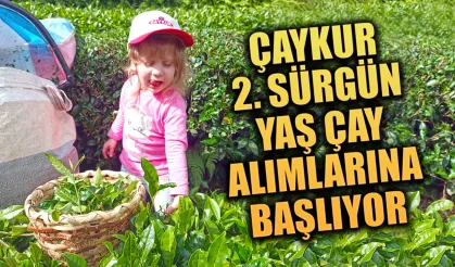 ÇAYKUR 2. sürgün yaş çay alımlarına başlıyor