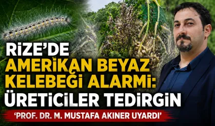 Rize'de Amerikan Beyaz Kelebeği Alarmı: Uzman Uyardı