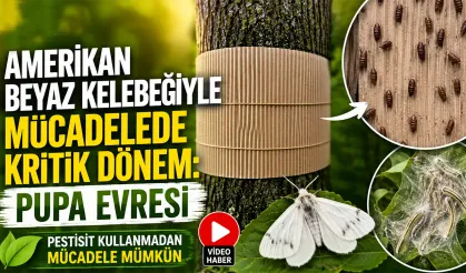 Amerikan Beyaz Kelebeğine Karşı Kritik Pupa Uyarısı