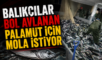 Balıkçılar bol avlanan palamut için mola istiyor