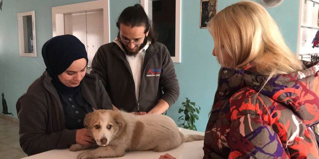 Otomobilin çarptığı köpeğin çığlıklarını duyan merhametli doktor yaralı köpeğin yardımına koştu