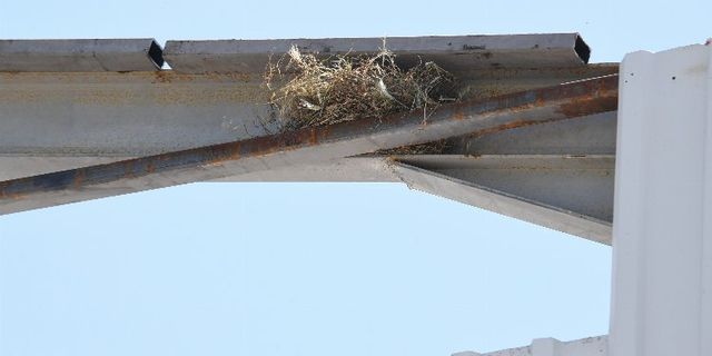 Bursa Osmangazi'de kaçak yapı yıkımın kuş yuvası durdurdu