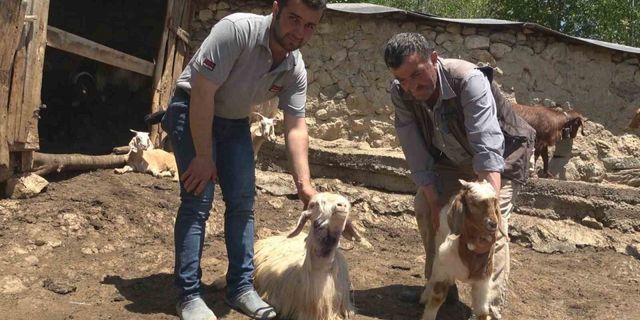 Kastamonu’da kurtlar 50 kurbanlık hayvanı telef etti