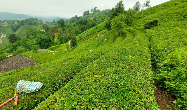 2023 yaş çay fark ödemesi desteği açıklandı
