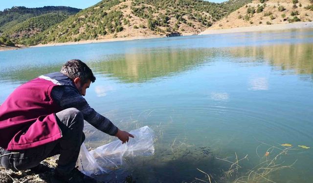 Çankırı’daki 26 gölete 562 bin yavru sazan balığı bırakıldı