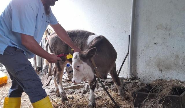 Gazipaşa’da 4 bin 700 büyükbaş hayvana şap aşısı yapıldı