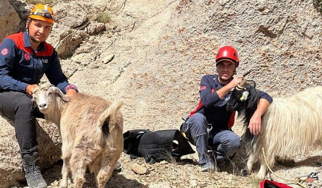 Van’da keçi kurtarma operasyonu