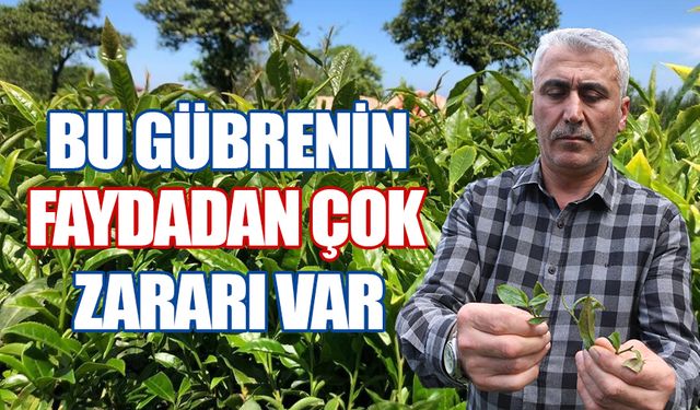 Kimyasal gübrenin çaya faydadan çok zararı var
