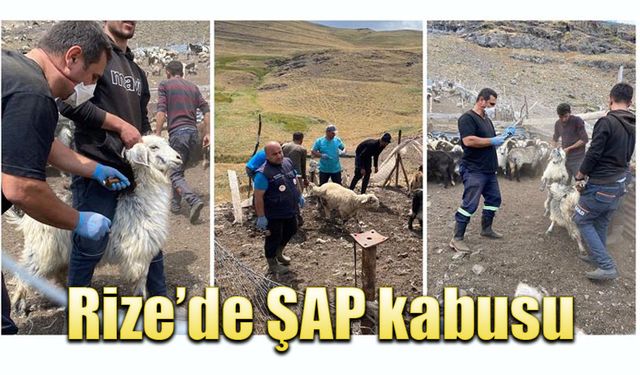 Şap hastalığı görüldü, Rize Tarım Müdürlüğü karantina tedbiri aldı
