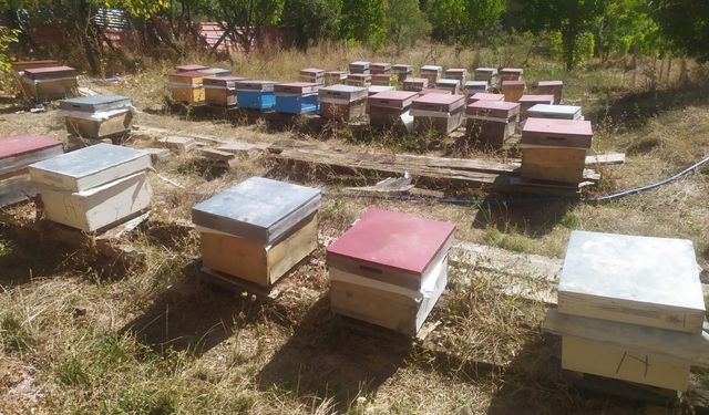 Alucra’daki arı ölümleri inceleniyor