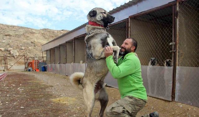 Dünyanın en sadık ve en cesur sürü koruma köpeği