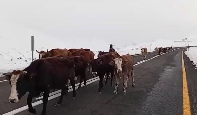 Erzurum’da yaylacıların zorlu yolculuğu