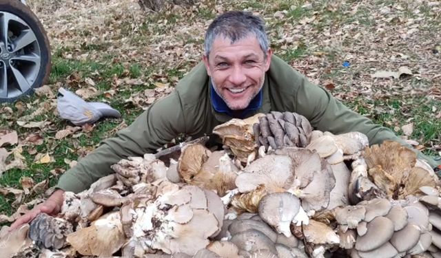 İstiridye mantarları görenleri şaşırttı