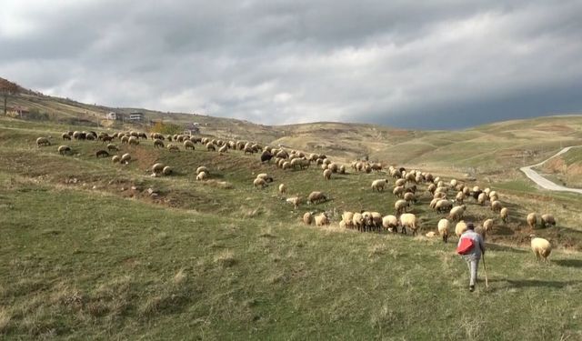 Muşlu çobanlar sigortalı olacak