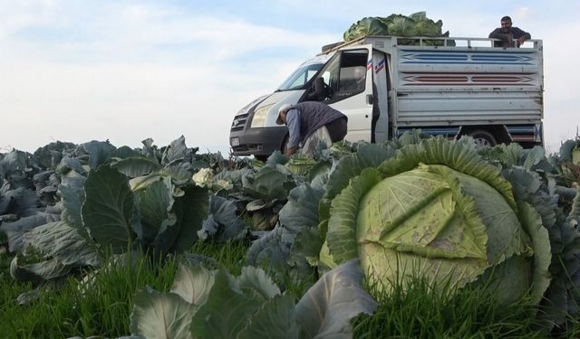 Muş’ta lahana üretiminden 90 milyon lira gelir bekleniyor