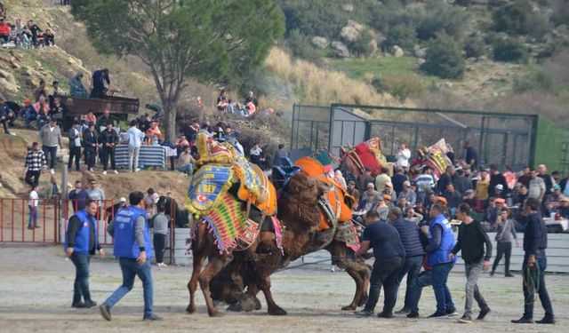 Ege’de deve güreşi heyecanı başladı