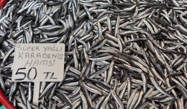 Marmara hamsisinden sonra Karadeniz hamsisinde de bolluk yaşanıyor