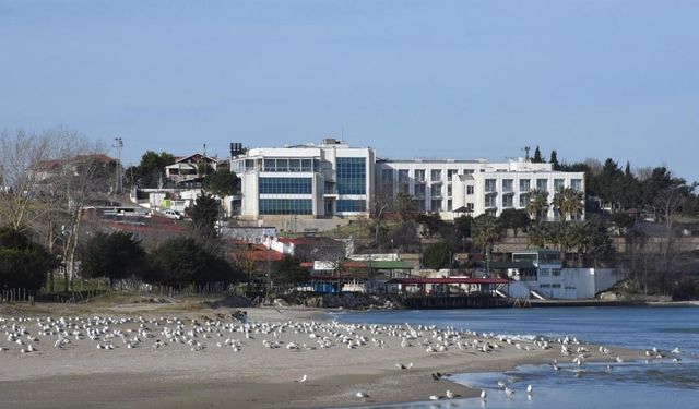 Sinop sahillerinde martı popülasyonu arttı