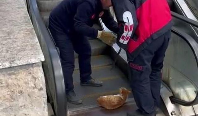 Ayağı yürüyen merdivene sıkışan kedi acı içerisinde yardım bekledi