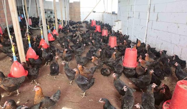 Kırsal kalkınmaya tavuk desteği