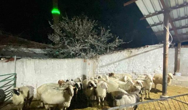 Konya’da koyun hırsızlığı şüphelisi yakalandı