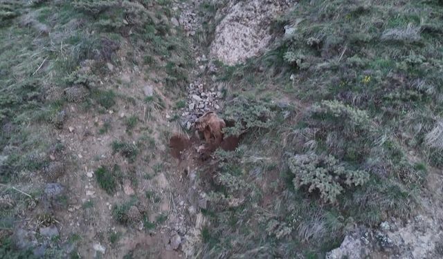 Ahıra girip keçileri telef eden ayılar leşleri gömerken dron kamerasına yakalandı