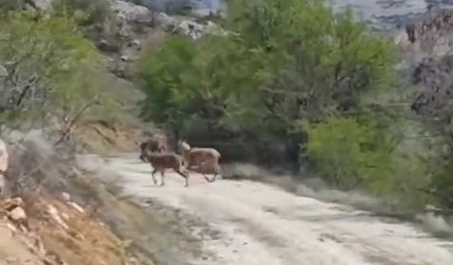 Elazığ’da dağ keçileri görüldü