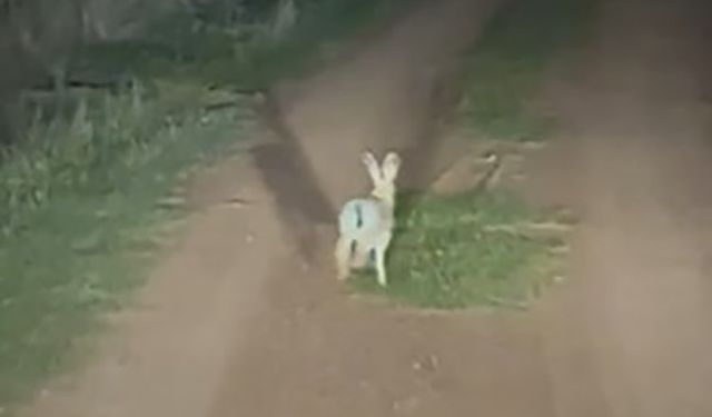 İnatçı tavşan arkasındaki araca dakikalarca yol vermedi