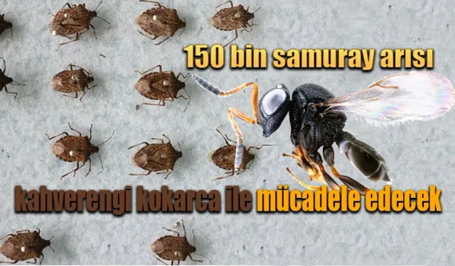 150 bin samuray arısı kahverengi kokarca ile mücadele edecek