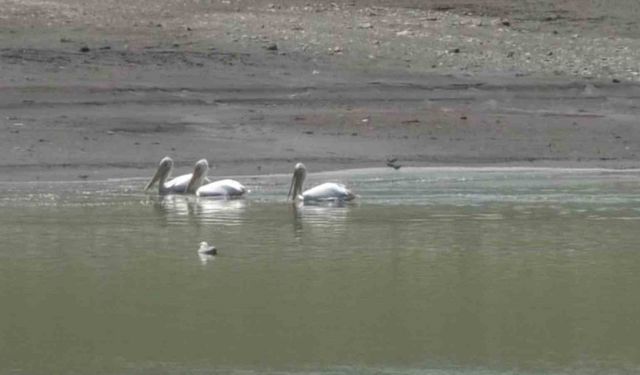Kars’ta pelikan ve karabatakların yiyecek araması kamerada