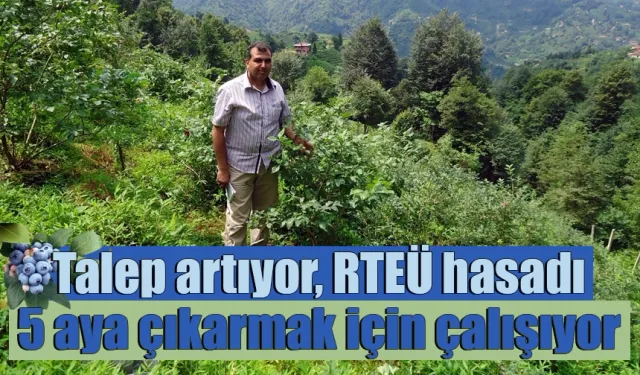 Talep artıyor, RTEÜ hasadı 5 aya çıkarmak için çalışıyor