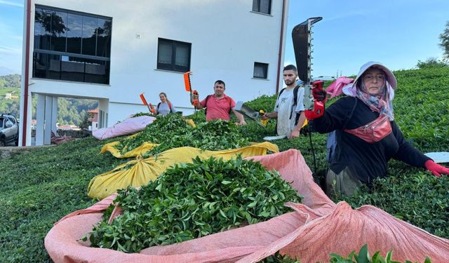 Çayda 4. sürgün geldi, üreticilerin yüzü güldü