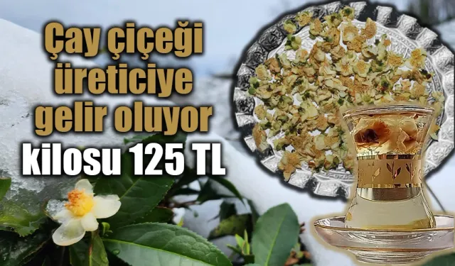 Çay çiçeği üreticiye gelir oluyor, kilosu 125 TL