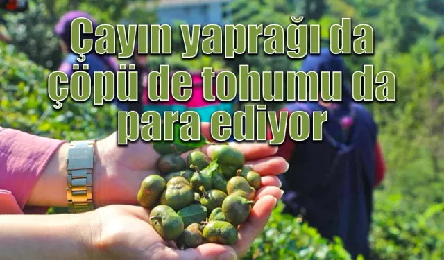 Çayın yaprağı da çöpü de tohumu da para ediyor