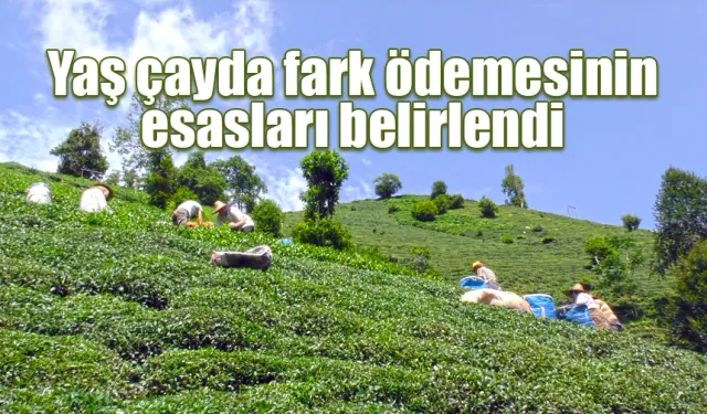 Yaş Çay destekleme ödemesinin esasları belirlendi