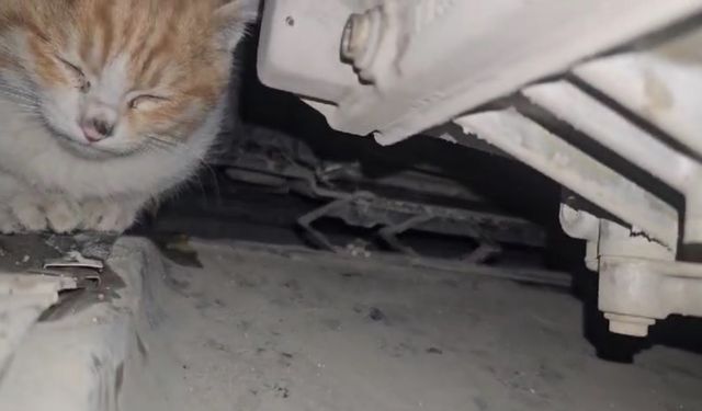 Aracın motor bölmesine giren kedi kurtarıldı