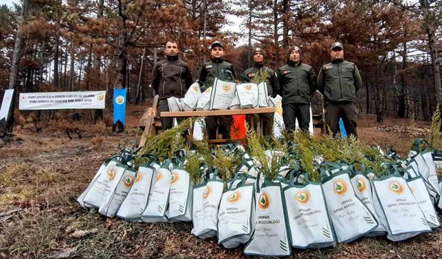 Bolu’da 30 bin fidanla yangınların yaraları sarılıyor