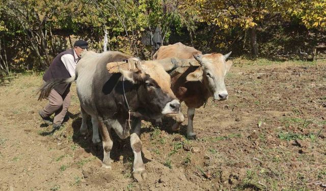 Bu köydeki tarım halen karasabanla yapılıyor